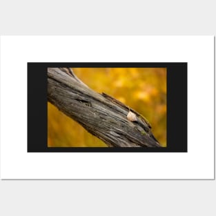 Leaf on dead tree in autumn forest Posters and Art